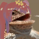 __nikko
