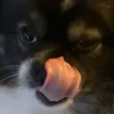 drat_