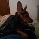 d34l3r