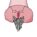 eichelb4rt