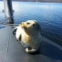 Onderzeehond