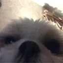 bademperor