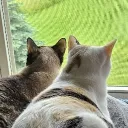 shanimalx