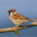 fycj4699