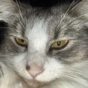 SoloNERD's Avatar