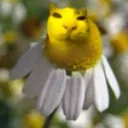 naninadz