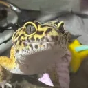 psycake