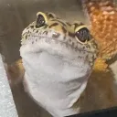 psycake