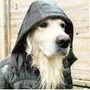 loonybassangler