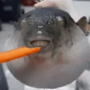 juciapucia
