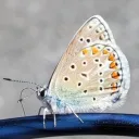 mrangelos6