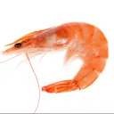 oceanshrimp