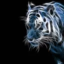 tigeax