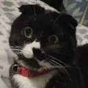 sekekamas