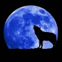 howl376