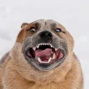 auxiliaryyt