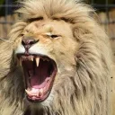 .savagelion