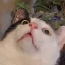 stheben
