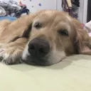 frsqy