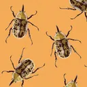 zilla_beetle