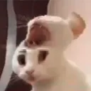7517