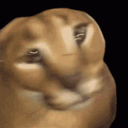 cgpt