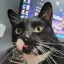 pawkats