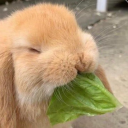 avatar TheWingedGuest