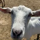 fluffygoaty