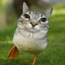 sovaht
