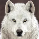 arcticwolfgaming