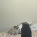 ausu