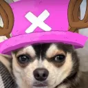 dogethebullets