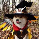 dogethebullets