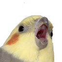 lucasapolinario#3920's avatar