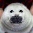 maiimauimiau