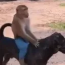 hulkiora