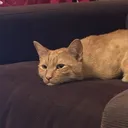 damianer