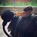 antlionjoe