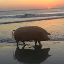 pork0001