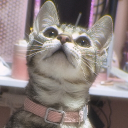 avatar 𝕲𝖆𝖙𝖆