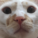 avatar matt