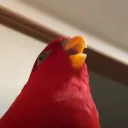 kyipp
