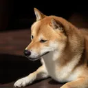 dawgmi