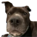 thewoofs