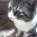poposuke