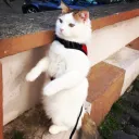 1190