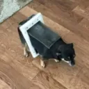 pluginsink
