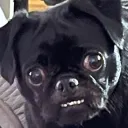 shizzlemoo