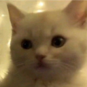 TheRedTiger